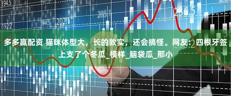 多多赢配资 猫咪体型大，长的敦实，还会搞怪。网友：四根牙签上支了个冬瓜_模样_脑袋瓜_那小